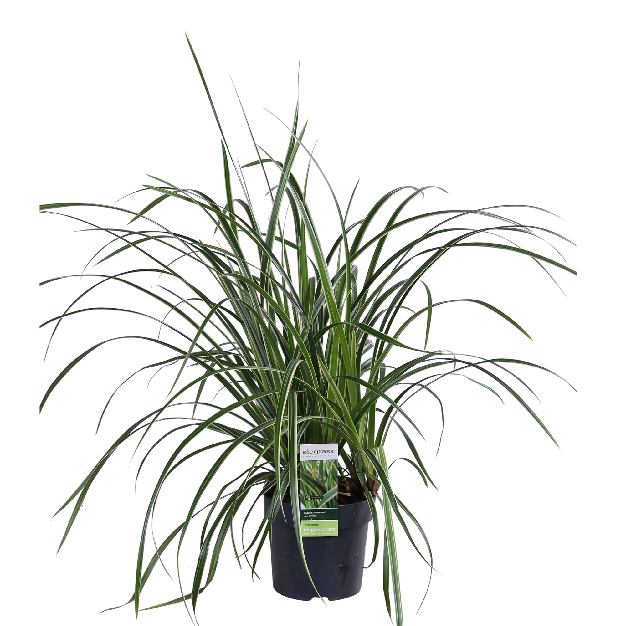 Carex morrowii 'Ice Dance' - Ø14cm - ↕30cm