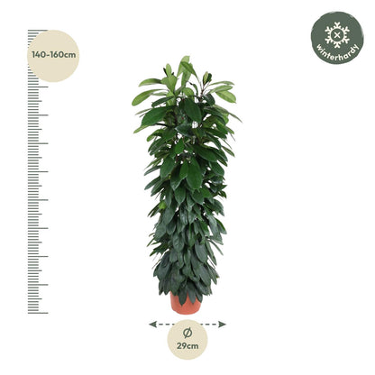Ficus Cyatistipula zuil - 150 cm - ø29