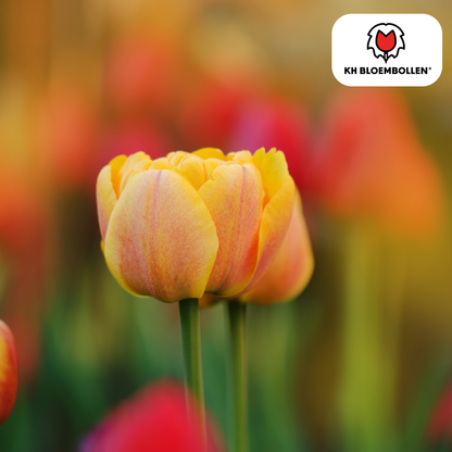 Tulp (20 stuks) – klassiek & kleurrijk