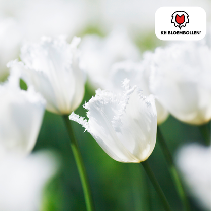 Tulp (20 stuks) – klassiek & kleurrijk