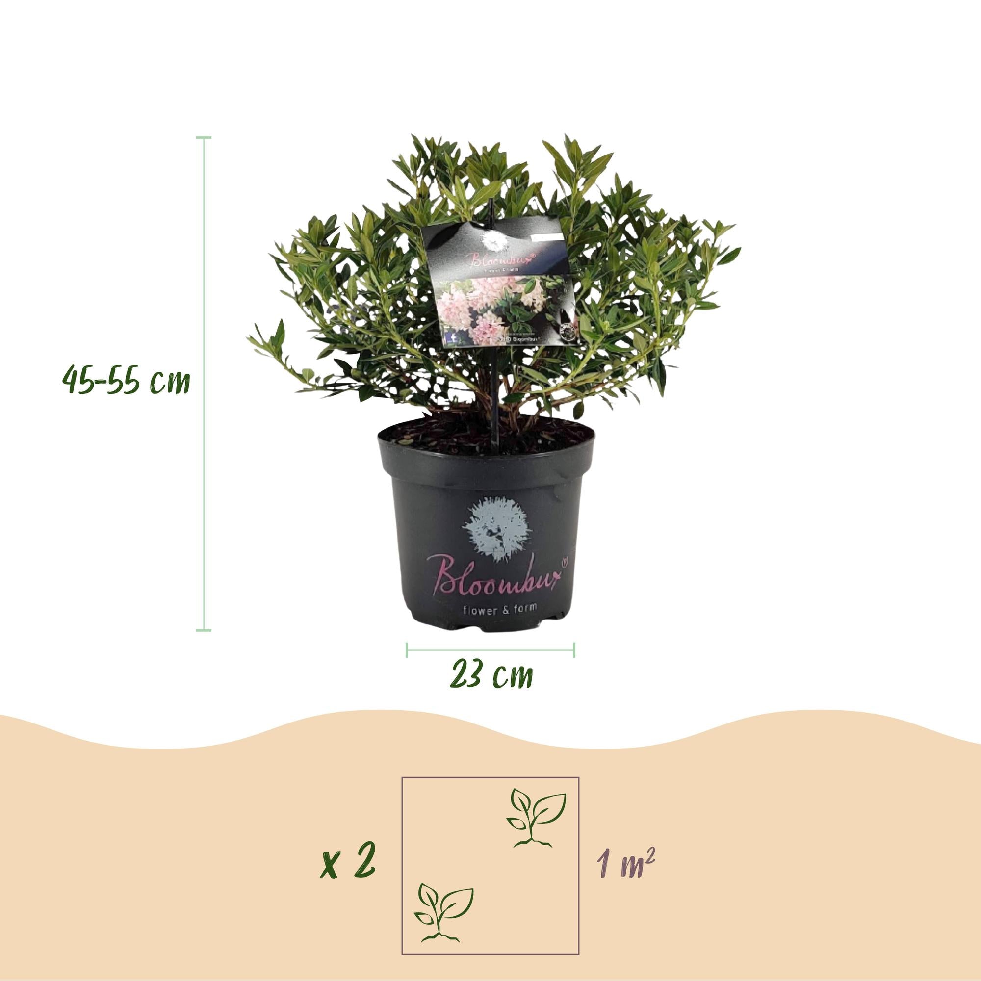 Green boutiQ - Dwerg Rhododendron - Rhododendron Bloombux Light Pink - Bloeiende Buxus - Weinig Onderhoud - Licht Roze Bloem - 2 Planten - Pot 23cm - Hoogte 45-55cm