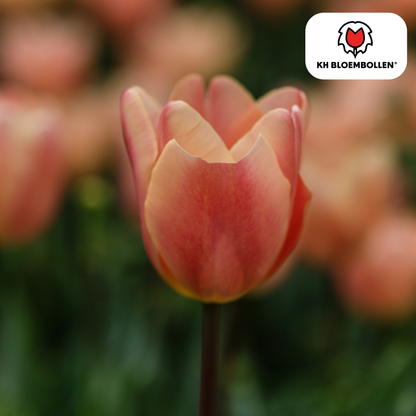 Tulp (20 stuks) – klassiek & kleurrijk