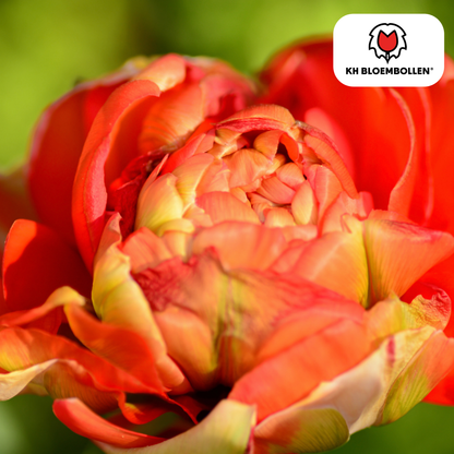 Tulp (20 stuks) – klassiek & kleurrijk