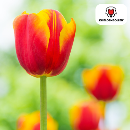 Tulp (20 stuks) – klassiek & kleurrijk