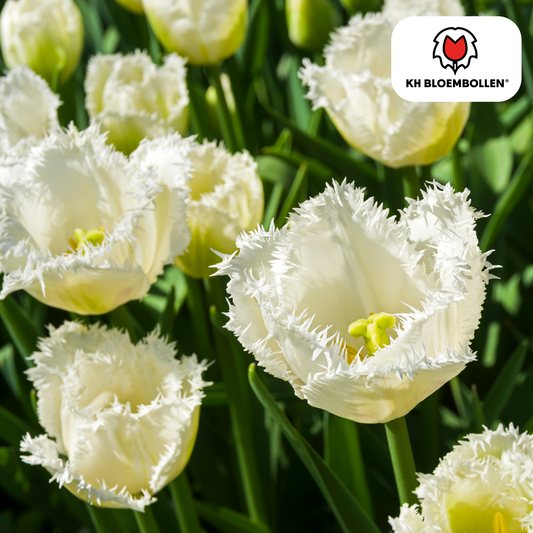 Tulp (20 stuks) – klassiek & kleurrijk