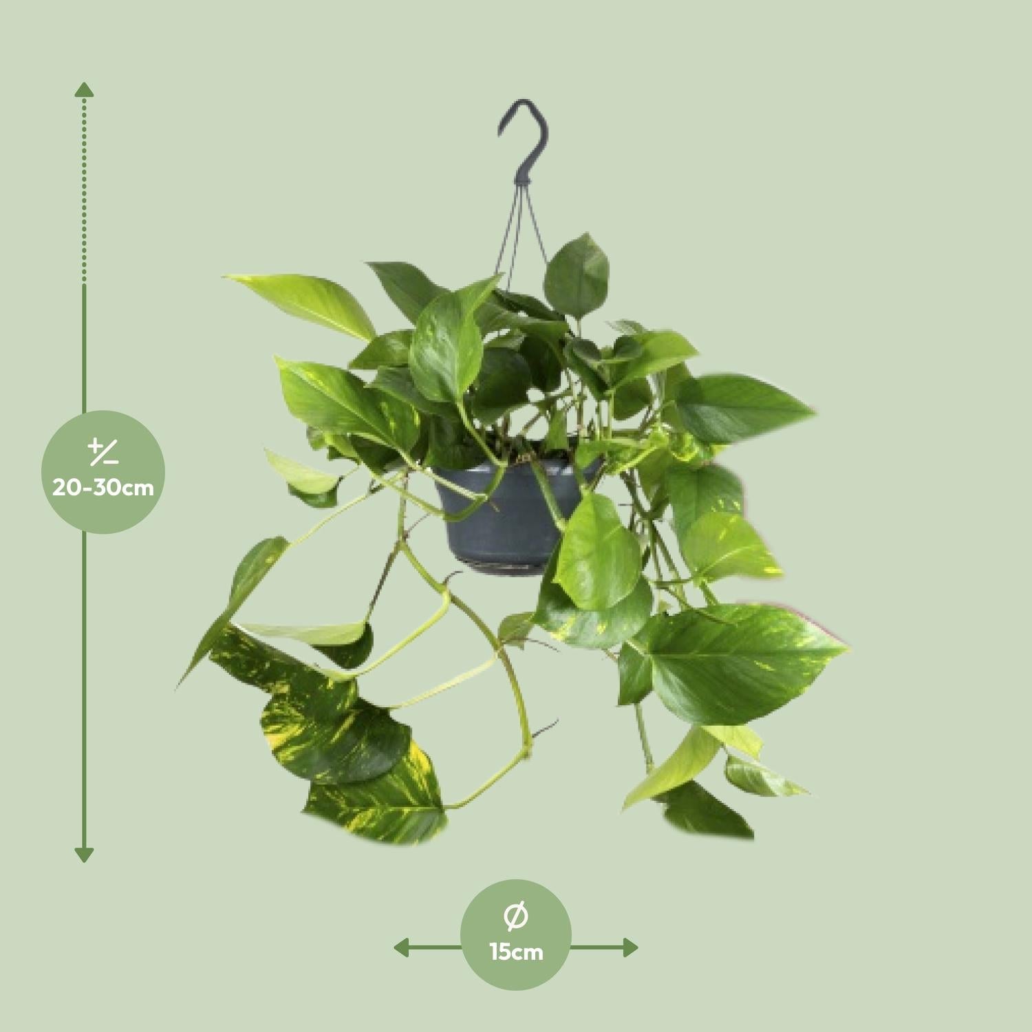 Epipremnum Aureum  - Ø15cm - ↕25cm