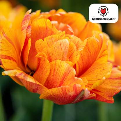 Tulp (20 stuks) – klassiek & kleurrijk