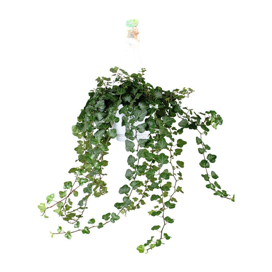 Hedera Wonder Green - Ø24cm - ↕70cm - Ø17 - ↨70cm