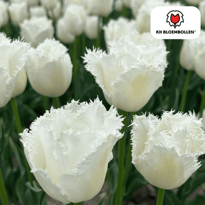 Tulp (20 stuks) – klassiek & kleurrijk