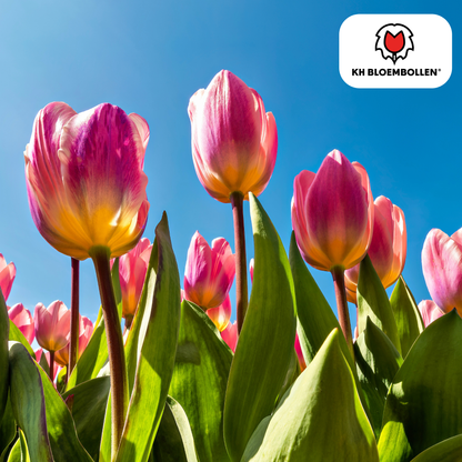 Tulp (20 stuks) – klassiek & kleurrijk