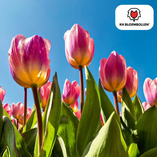 Tulp (20 stuks) – klassiek & kleurrijk