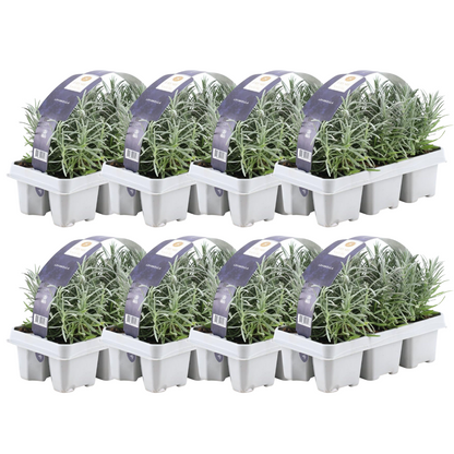 8 x 6 pack Lavendel angustifolia - Ø7 cm - ↕15 cm