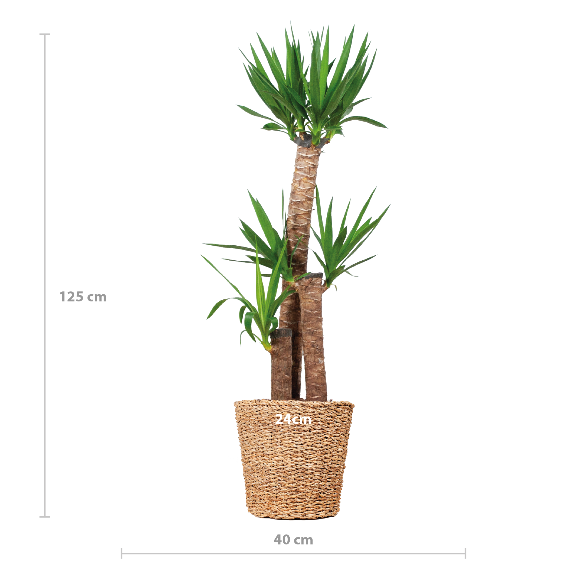 Yucca XL met Torun mand - 125cm - Ø24