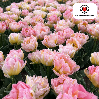 Tulp (20 stuks) – klassiek & kleurrijk