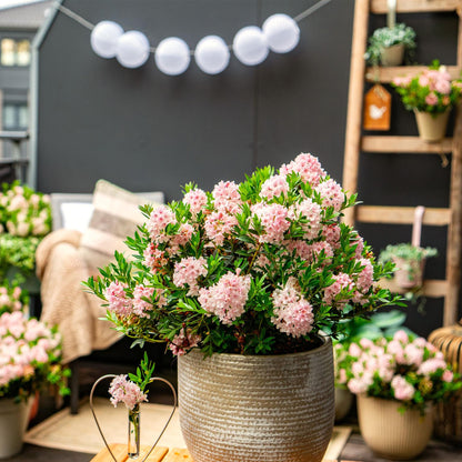 Green boutiQ - Dwerg Rhododendron - Rhododendron Bloombux Light Pink - Bloeiende Buxus - Weinig Onderhoud - Licht Roze Bloem - 2 Planten - Pot 23cm - Hoogte 45-55cm