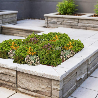 Green boutiQ - Bodembedekker - Winterhard - Sedum mat - Bestaat uit 10 soorten - X4 - Weinig Onderhoud - Lengte 50 Breedte 30