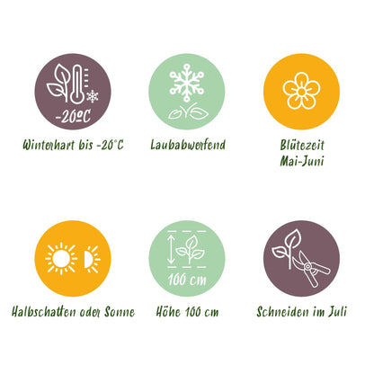 Green boutiQ - Dwerg Rhododendron - Rhododendron Bloombux Light Pink - Bloeiende Buxus - Weinig Onderhoud - Licht Roze Bloem - 2 Planten - Pot 23cm - Hoogte 45-55cm