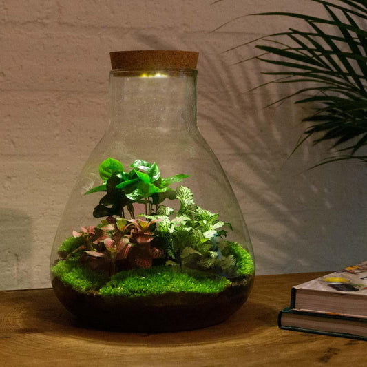DIY terrarium - Sam Coffea met lamp - ↕ 30 cm - Bottle Garden - Normal