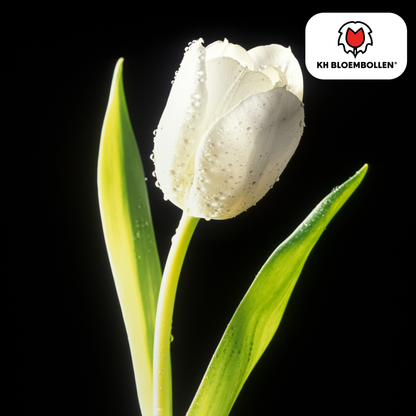 Tulp (20 stuks) – klassiek & kleurrijk