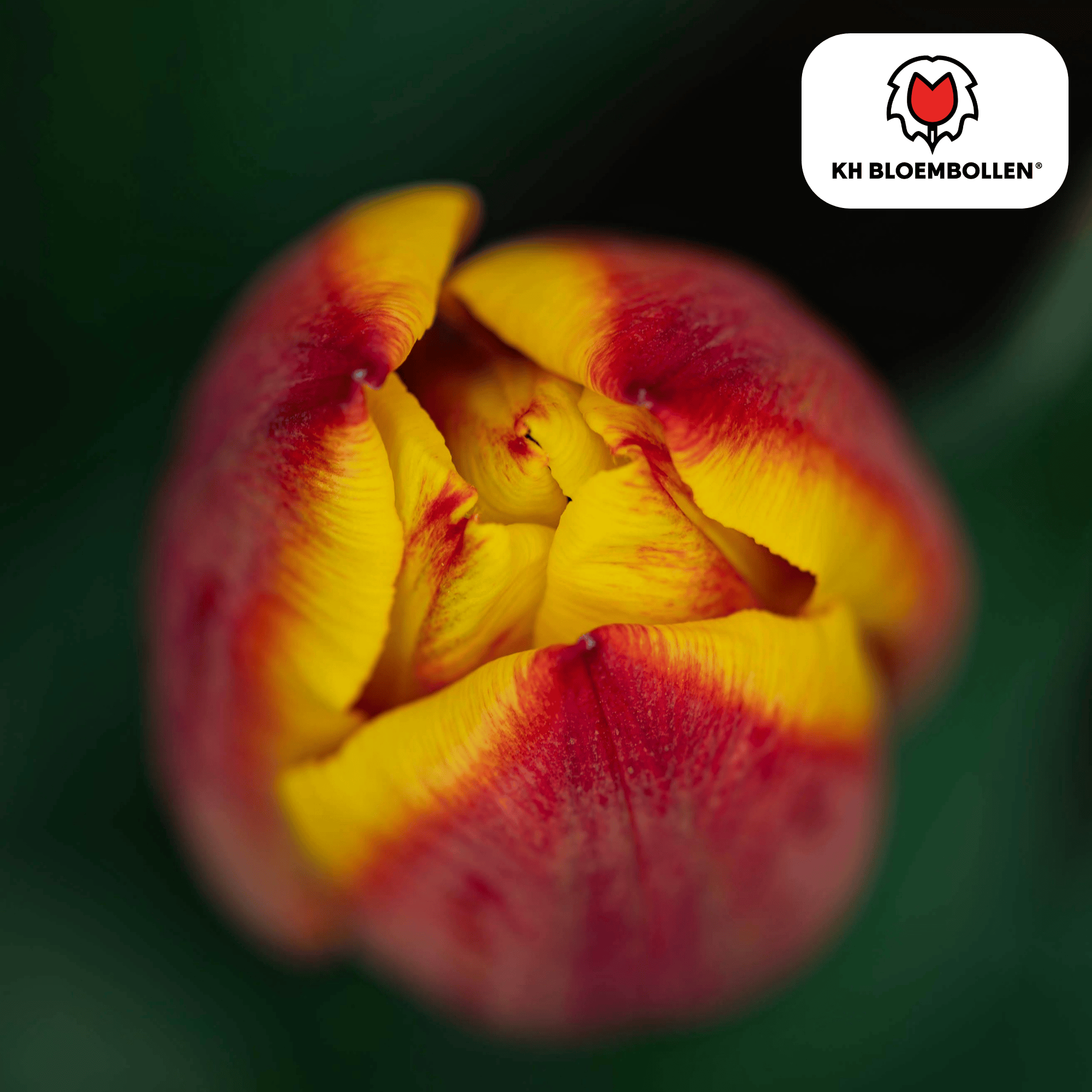 Tulp (20 stuks) – klassiek & kleurrijk
