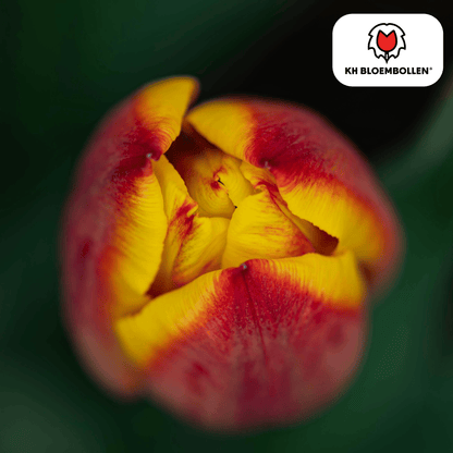 Tulp (20 stuks) – klassiek & kleurrijk
