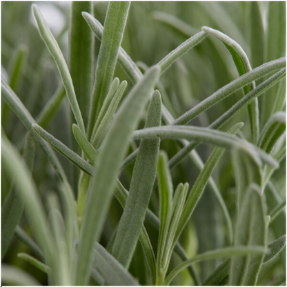 8 x 6 pack Lavendel angustifolia - Ø7 cm - ↕15 cm