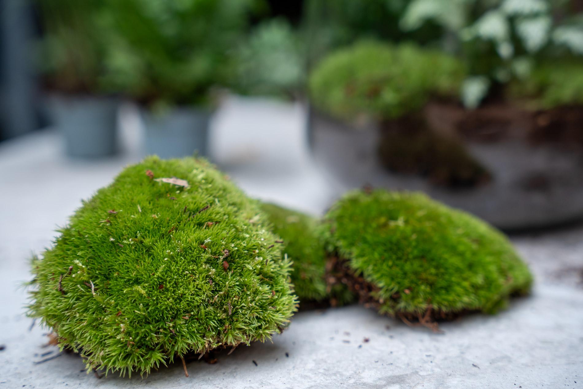 Planten terrarium navulling & startpakket - Calathea Lancifolia