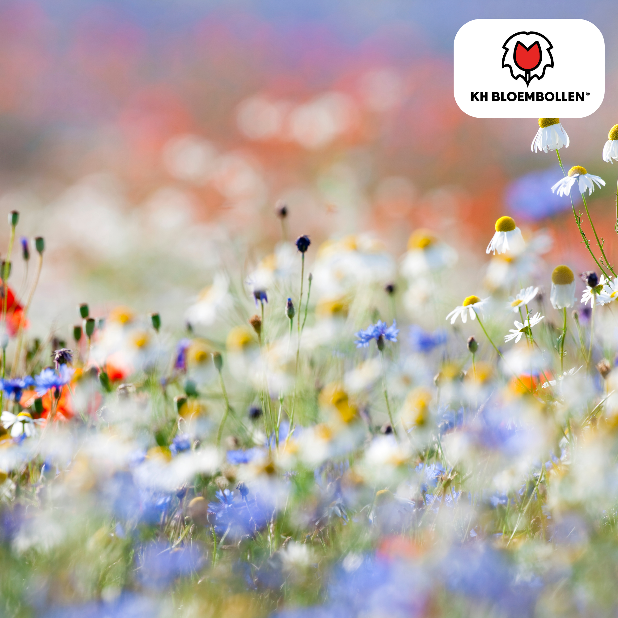 Wilde Bloemenzaad Mengsel – 100 gram | Goed voor Bijen, Vlinders & Biodiversiteit | ± 30–50 m² (100 stuks)