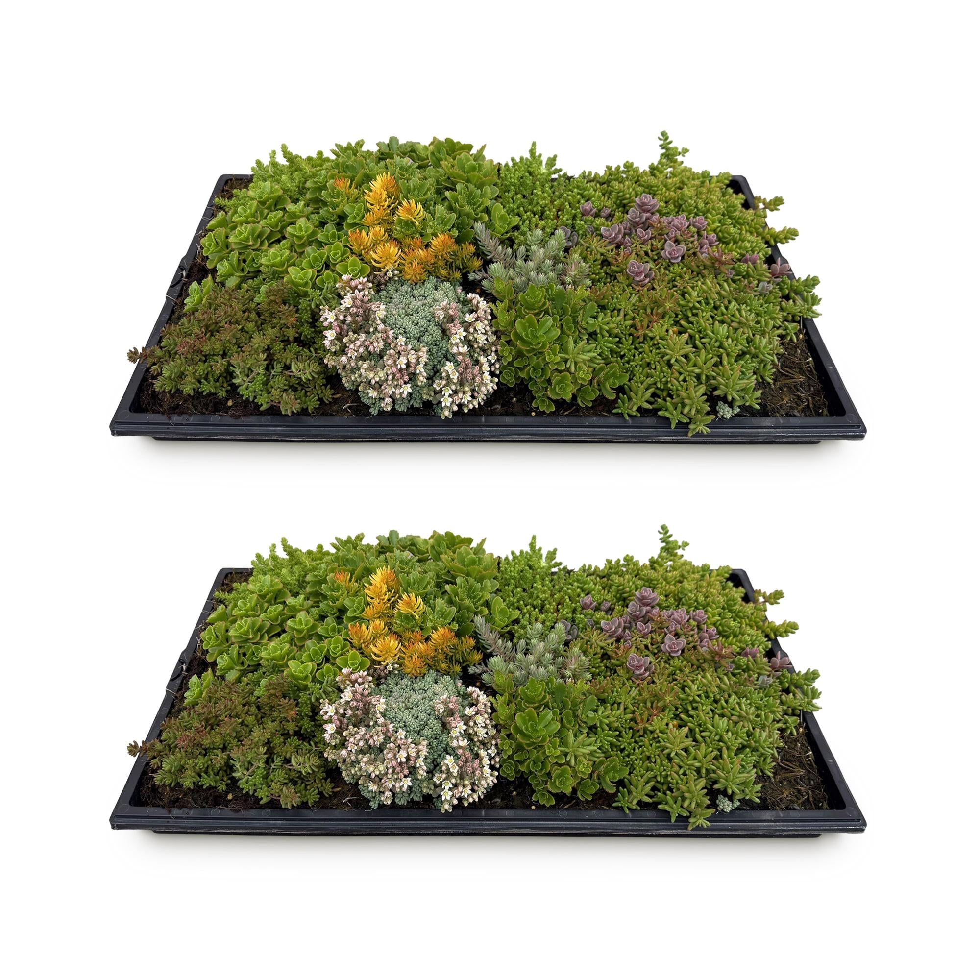 Green boutiQ - Bodembedekker - Winterhard - Sedum mat - Bestaat uit 10 soorten - X2 - Weinig Onderhoud - Lengte 50 Breedte 30