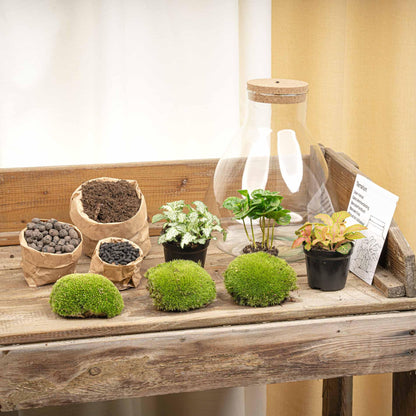 DIY terrarium - Sam Coffea met lamp - ↕ 30 cm - Bottle Garden - Normal