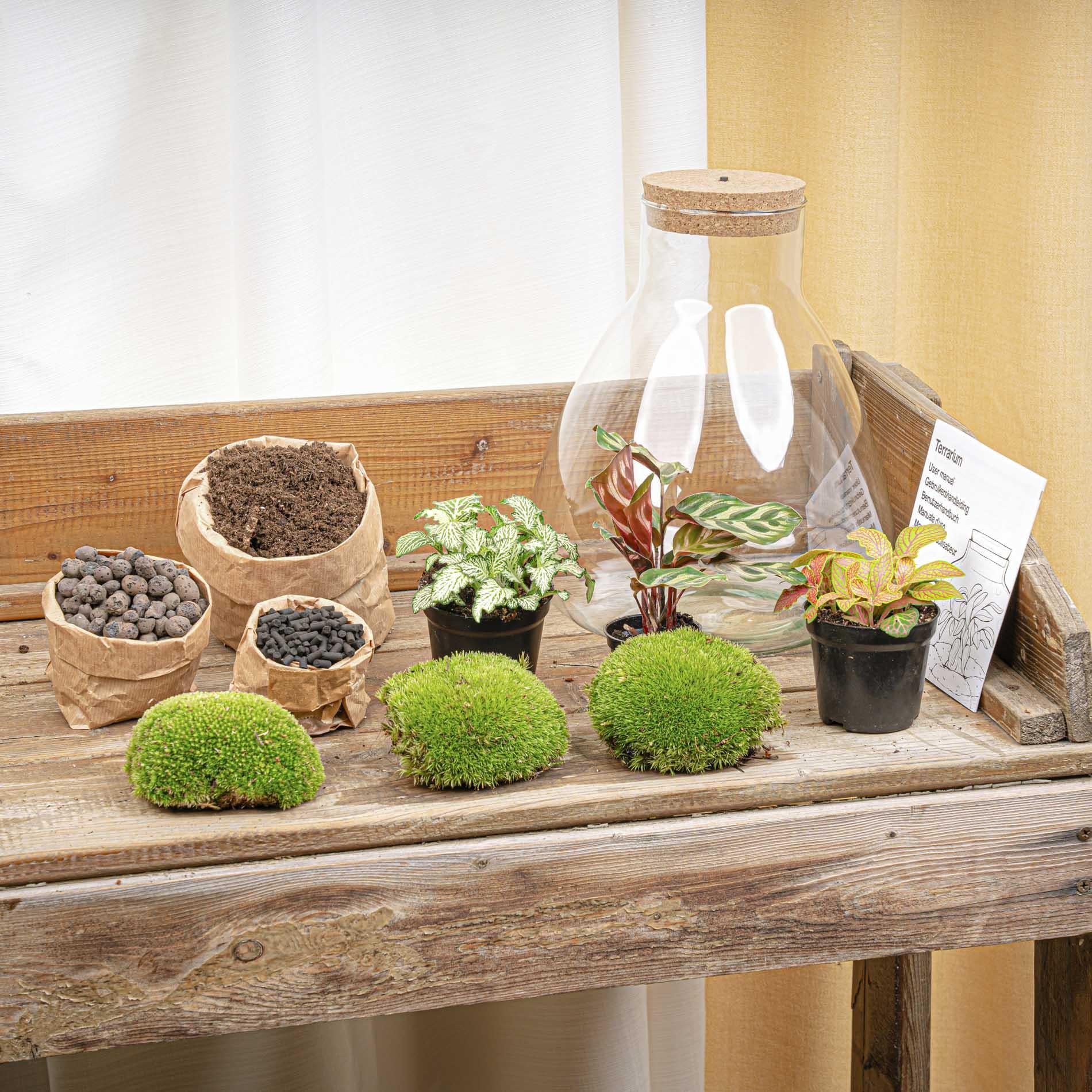 DIY Planten terrarium met licht - Sam XL Red - Ø 30 cm ↑ 32 cm - No tools