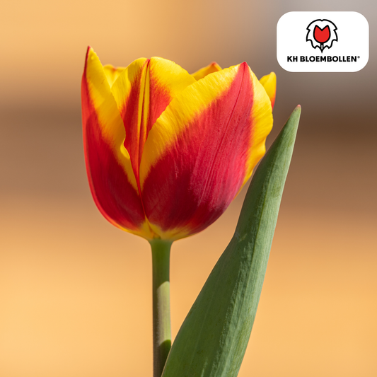 Tulp (20 stuks) – klassiek & kleurrijk