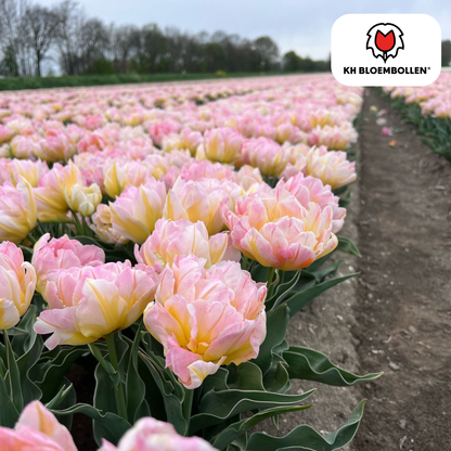 Tulp (20 stuks) – klassiek & kleurrijk