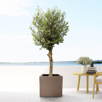 Pot Fabien – Stijlvol, Tijdloos &amp; Functioneel Vierkant Brons - D50 x H50