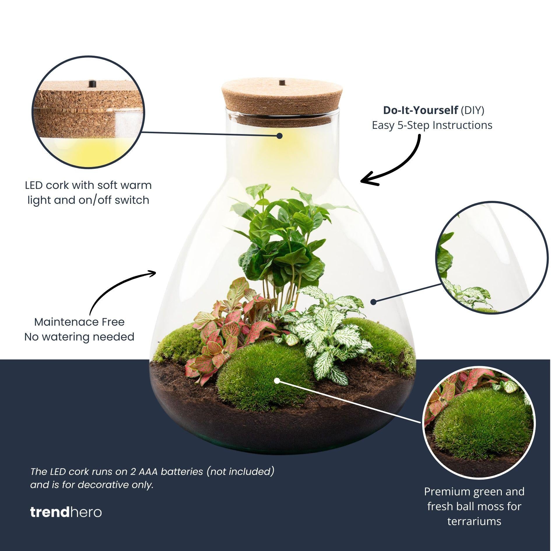 DIY terrarium - Sam Coffea met lamp - ↕ 30 cm - Bottle Garden - Normal