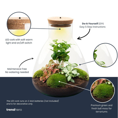 DIY terrarium - Sam Coffea met lamp - ↕ 30 cm - Bottle Garden - Normal