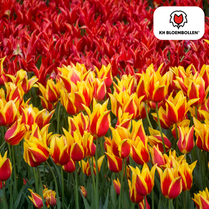 Tulp (20 stuks) – klassiek & kleurrijk