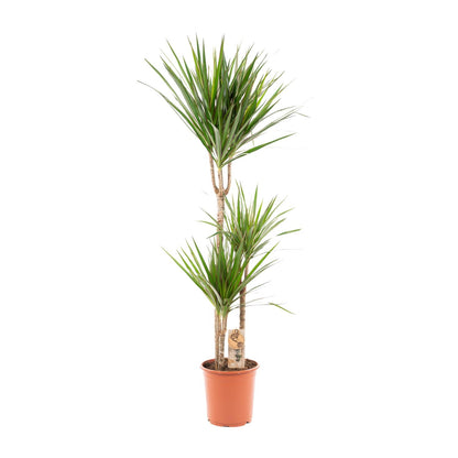 Dracaena Marginata - Ø21cm - ↕110cm