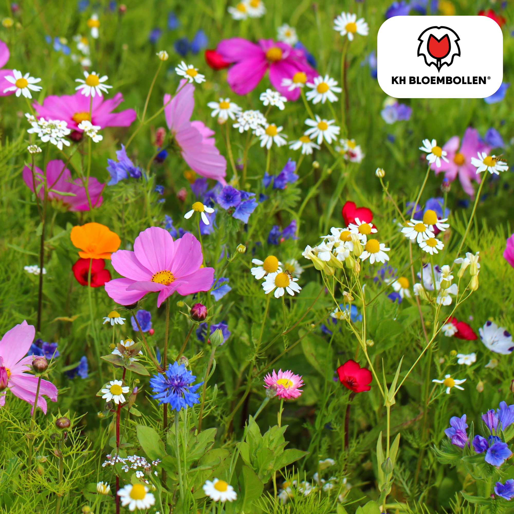 Wilde Bloemenzaad Mengsel – 100 gram | Goed voor Bijen, Vlinders & Biodiversiteit | ± 30–50 m² (100 stuks)