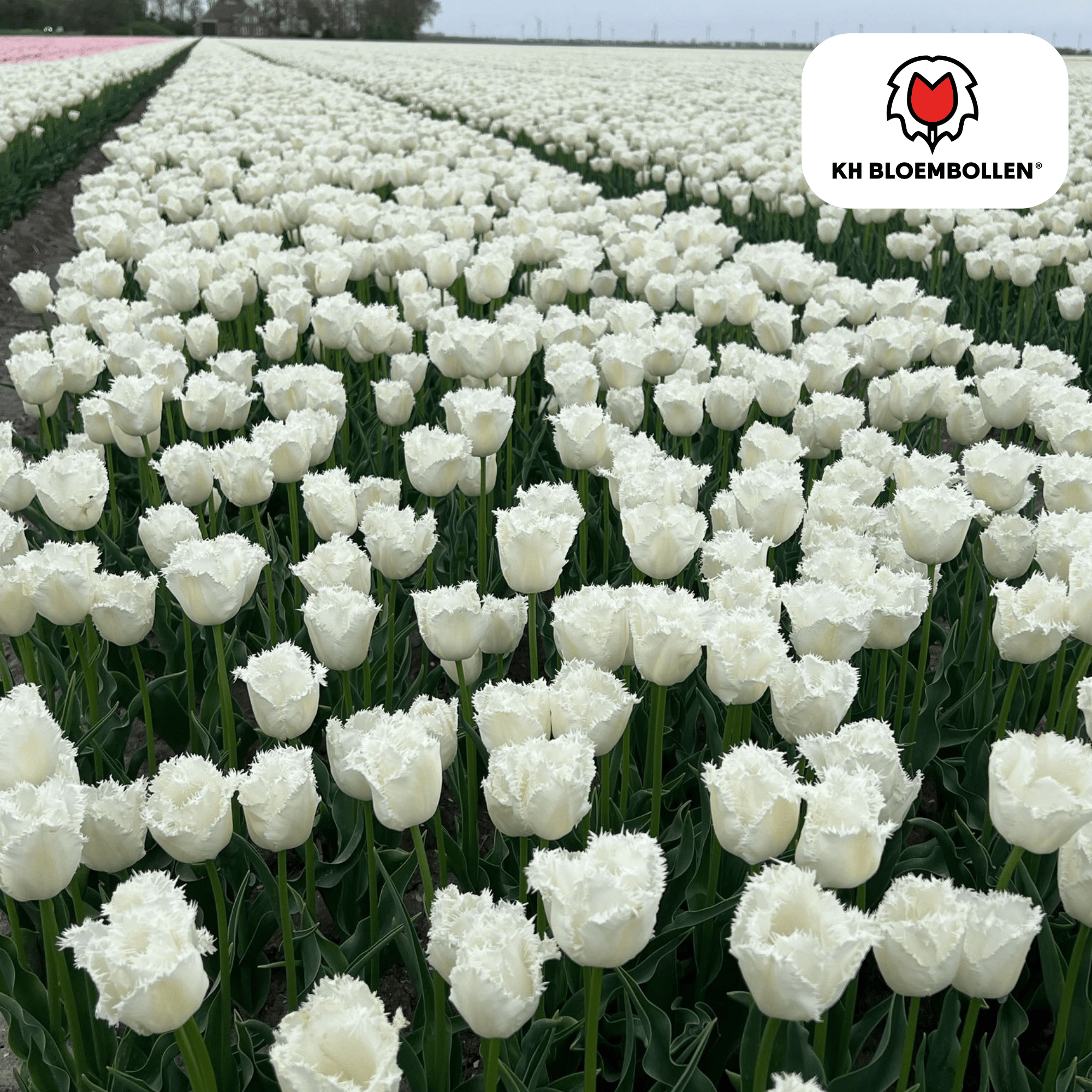 Tulp (20 stuks) – klassiek & kleurrijk