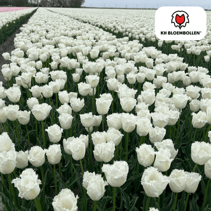 Tulp (20 stuks) – klassiek & kleurrijk