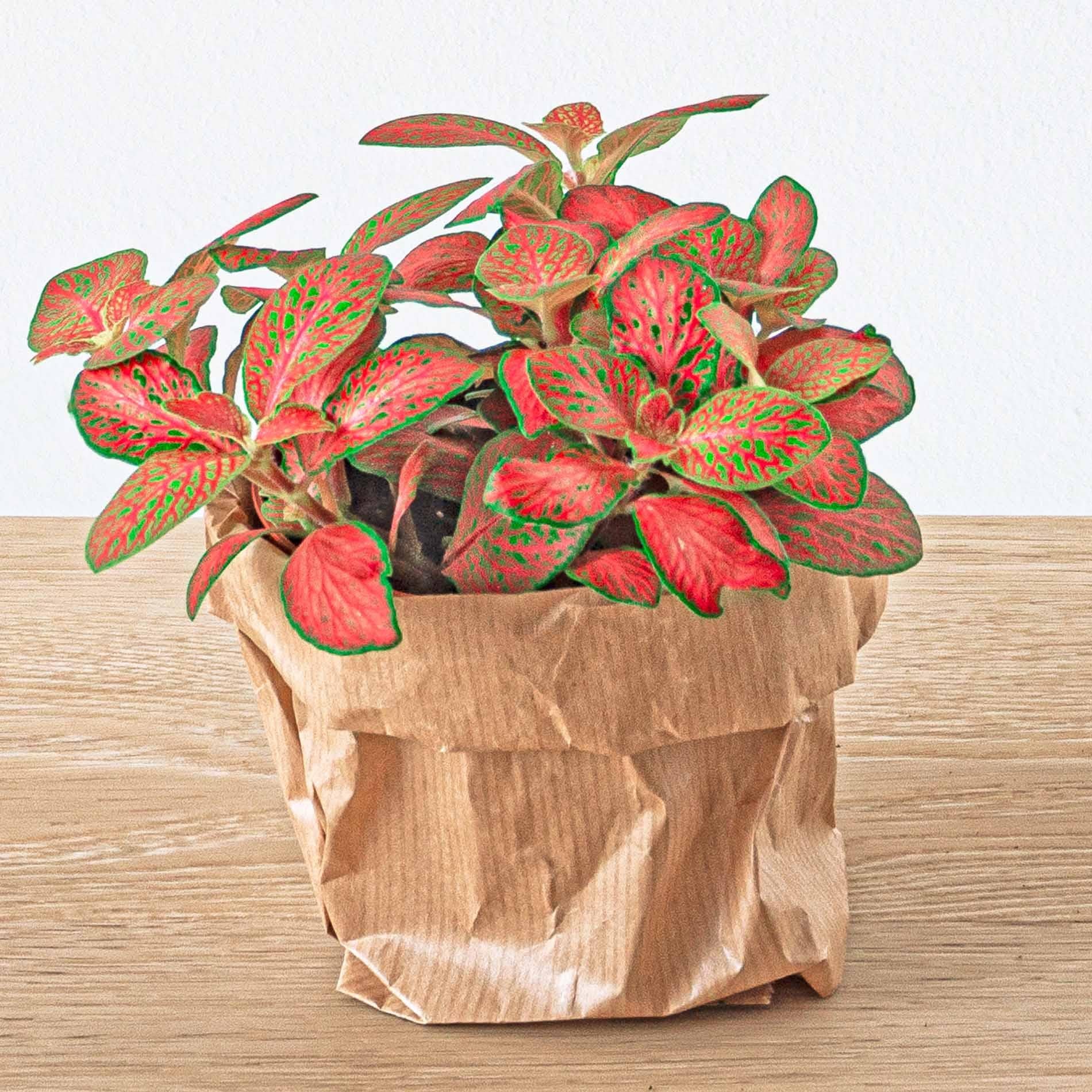 Planten terrarium navulling & startpakket - Calathea Lancifolia