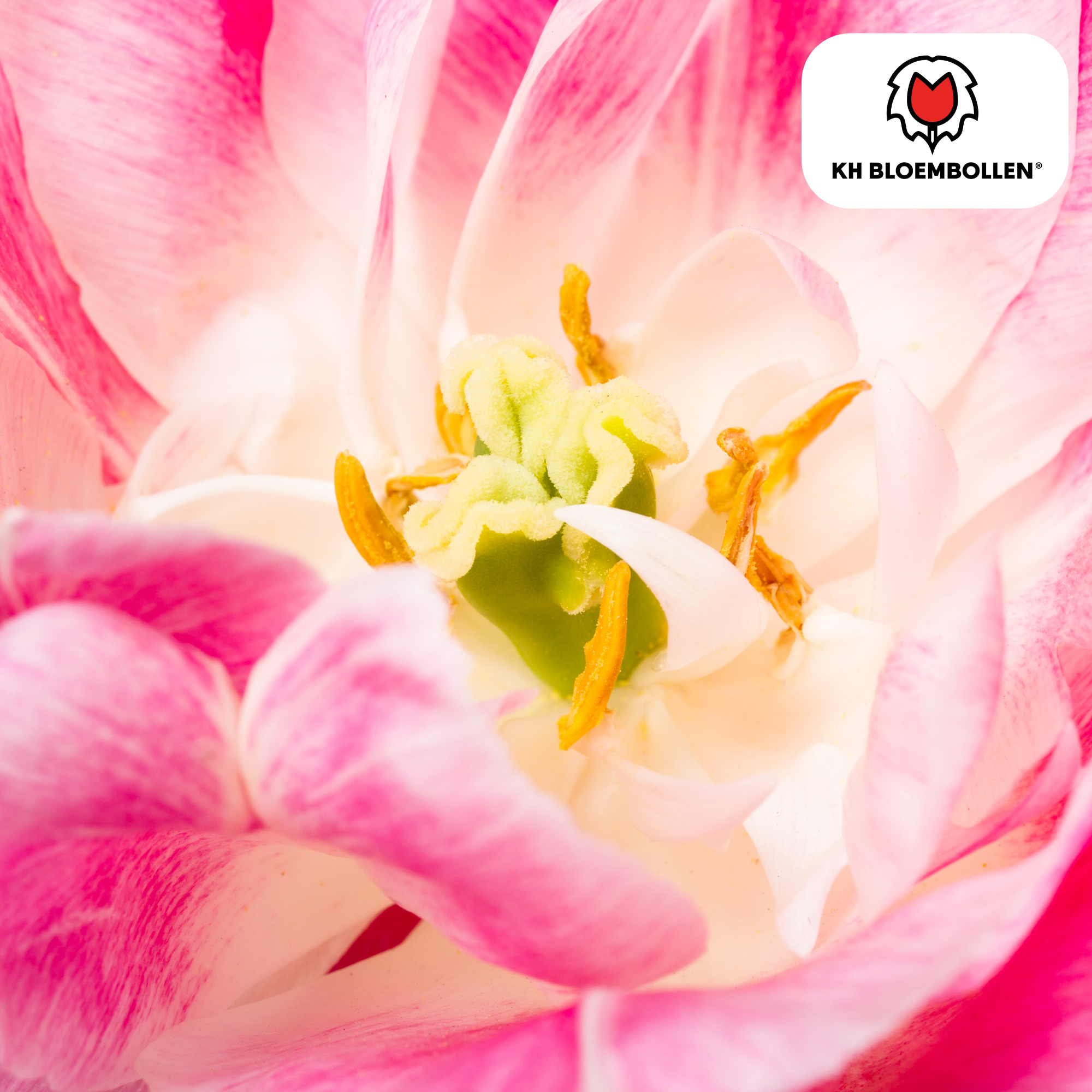 Tulp (20 stuks) – klassiek & kleurrijk