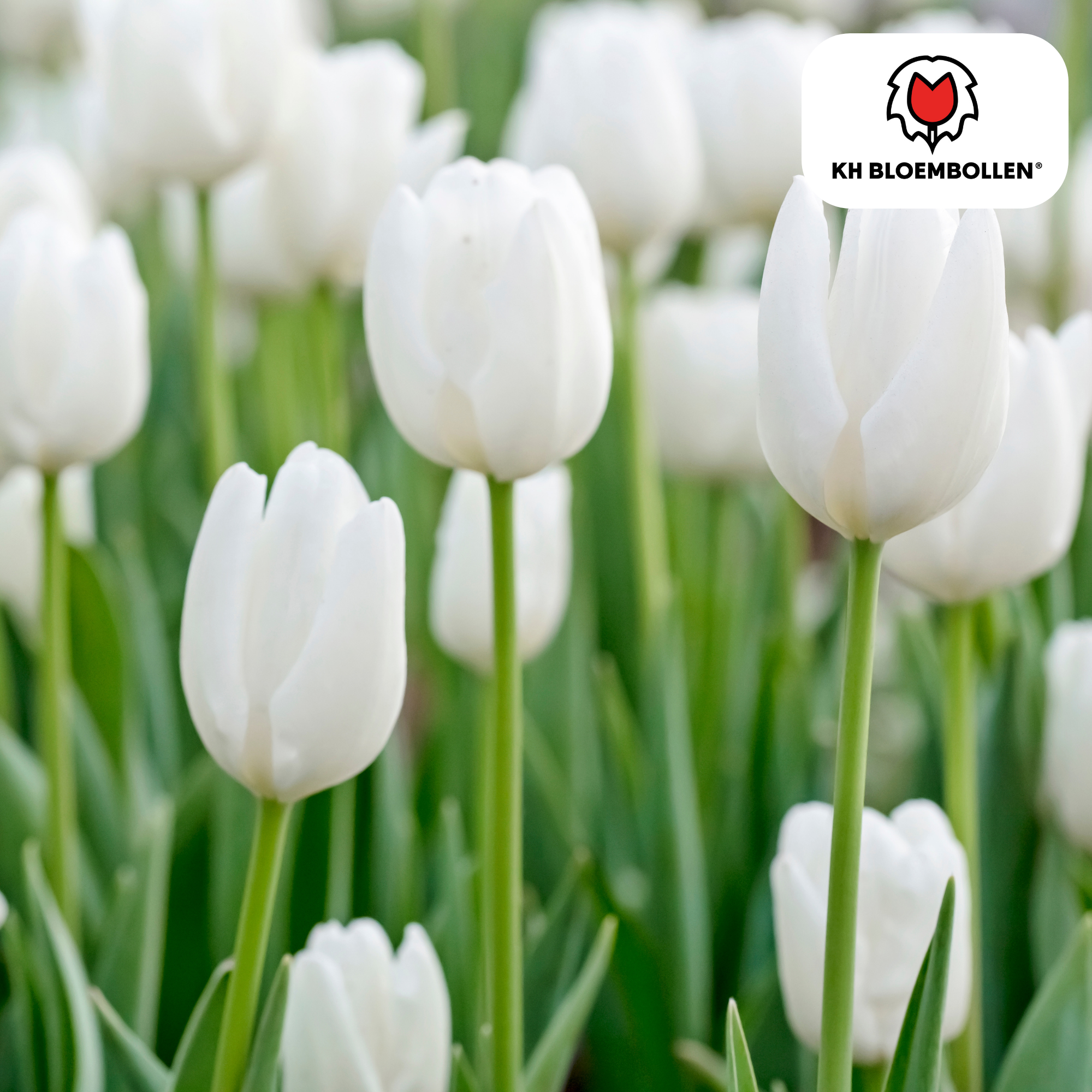 Tulp (20 stuks) – klassiek & kleurrijk