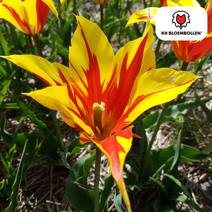 Tulp (20 stuks) – klassiek & kleurrijk