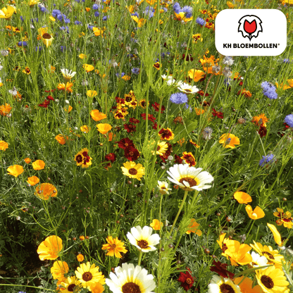Wilde Bloemenzaad Mengsel – 100 gram | Goed voor Bijen, Vlinders & Biodiversiteit | ± 30–50 m² (100 stuks)
