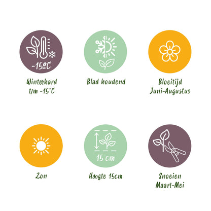 Green boutiQ - Bodembedekker - Winterhard - Sedum mat - Bestaat uit 10 soorten - X2 - Weinig Onderhoud - Lengte 50 Breedte 30