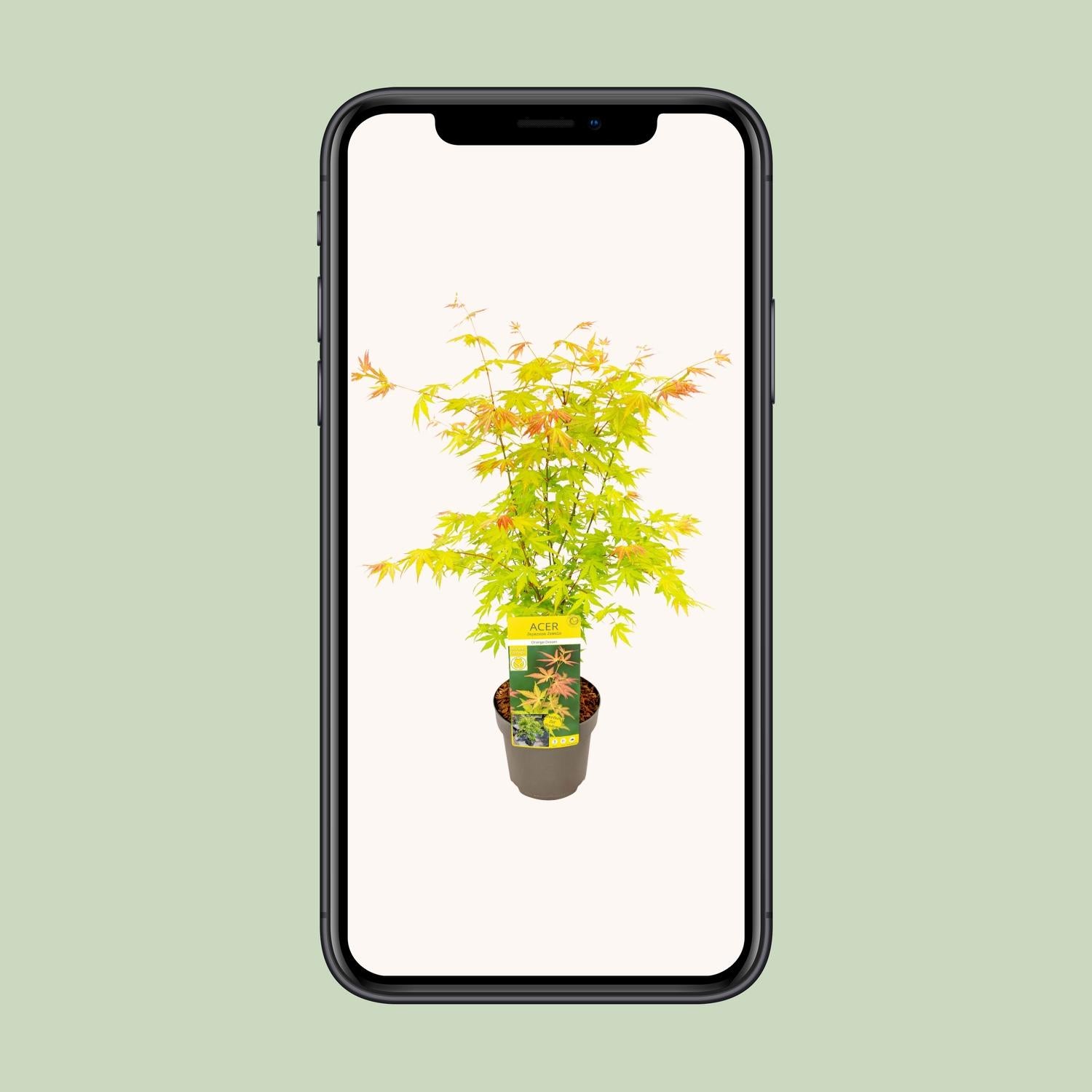 Acer palmatum Orange Dream - Ø19cm - ↕50cm