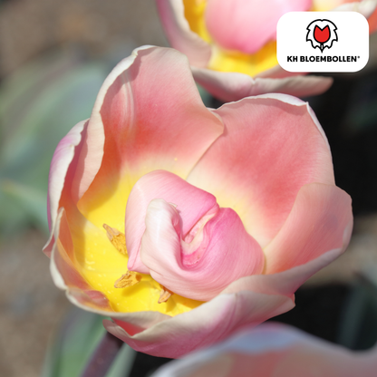 Tulp (20 stuks) – klassiek & kleurrijk