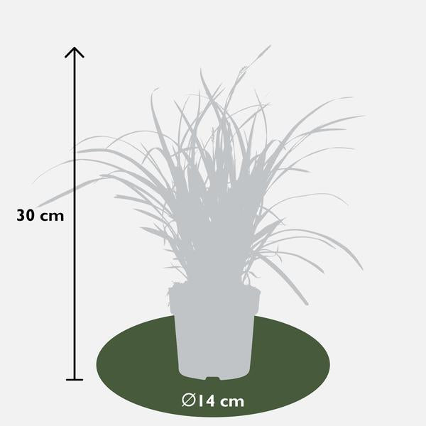 3x - Carex morrowii 'Ice Dance' - ↨30cm - Ø14